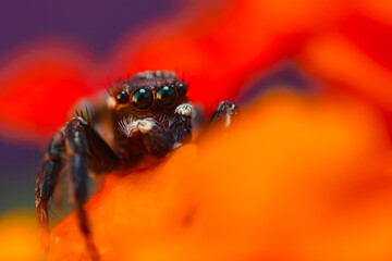 A close-up photo of a striking spider. Natural background. Spider species; jumping spider. Salticidae.