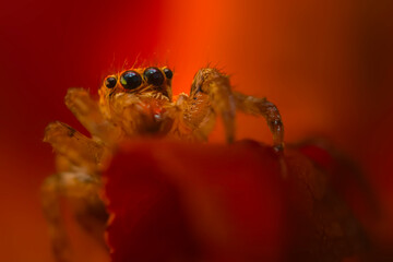 A close-up photo of a striking spider. Natural background. Spider species; jumping spider. Salticidae.