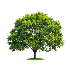 Lush green tree against white background (6)