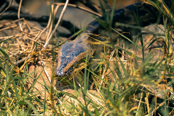 African Rock Python hidden in the grass – Lake Manyara, Tanzania
Close-up of an African rock python camouflaged in the dry grass of Lake Manyara National Park, Tanzania. This non-venomous snake is one