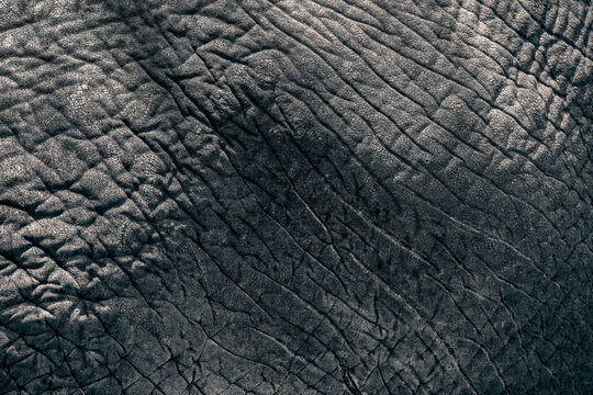 Close-up of elephant skin texture – Lake Manyara, Tanzania
Detailed close-up of the rough and wrinkled skin of an African elephant in Lake Manyara National Park, Tanzania. Perfect for backgrounds and - Powered by Adobe