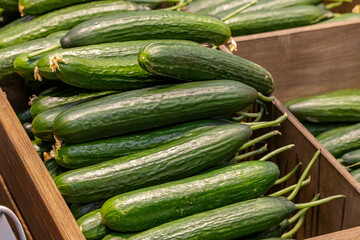 Fresh cucumbers. Bunch of farm vegetables. Background of green cucumbers. Healthy vegetables for making salad. Organic cucumbers on supermarket counter. Food filled with natural vitamins