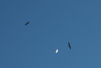 Crescent moon with birds
