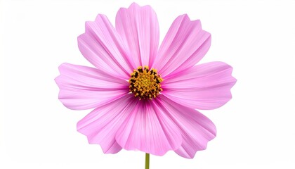 Delicate pink flower, with a yellow center, against a clean white background, showcasing its symmetrical petal arrangement and soft colors