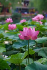 Fototapeta premium Pink lotus flower in a pond with green leaves.
