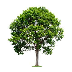 Fototapeta premium Lush green tree against white background (5)