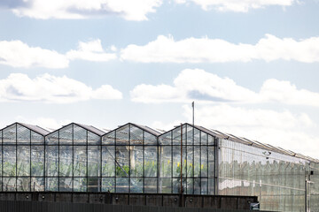 Obraz premium Modern greenhouse exterior with condensation on glass panels, showcasing lush green plants inside. Perfect for themes of sustainability, architecture, and nature