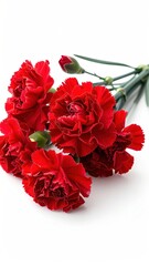 A small, vibrant bouquet of red carnations, with delicate petals and verdant stems, is scattered against a clean, white background