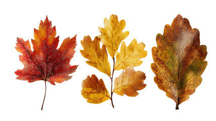 Close-up of vibrant autumn leaves showcasing seasonal color changes on black.
