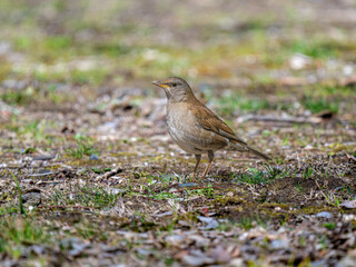 Fototapeta premium 地面を歩くシロハラ