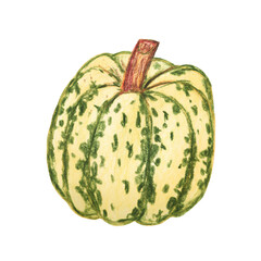 Pumpkin Isolated on white background. Hand drawn pumpkin Watercolor. Vegetables, harvest, colored botanical illustration.