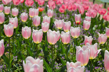 Beautiful tulip flower in the park