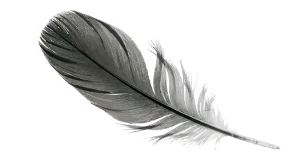 Obraz premium Monochrome avian plumage capturing subtle textures and delicate barbs isolated on white background