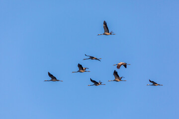 Fliegende Kraniche am Bodden vor Zingst.