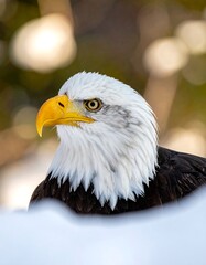 Fototapeta premium Close-up of an eagle in snow