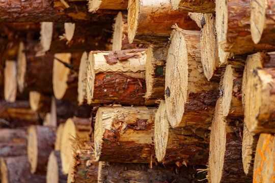 A Stacked wooden logs texture background, natural timber pile close up showing cut tree trunks, forestry industry concept with organic brown wood material