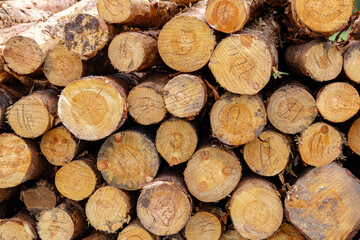 A Stacked wooden logs texture background, natural timber pile close up showing cut tree trunks, forestry industry concept with organic brown wood material