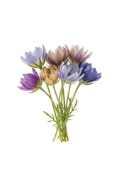 Obraz premium Macro of wild blossoms, delicate lavender, beige, blue petals & foliage, isolated on a transparent background with copy space, soft studio light, concept of serene natural beauty