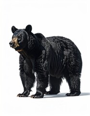Fototapeta premium A solid, strong bear standing straight, with soft highlights around its head, against a plain white background, lit from above and the side