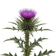 Mature thistle plant with deep violet bloom, spiny grey-green foliage, centrally against stark white studio background, bright shadowless light, clean studio photography concept