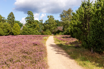 Wanderweg in der L&uuml;neburger Heide