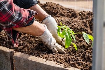 A farmer plants tomatoes in the ground. Agriculture and farming. Planting seedlings in a greenhouse.