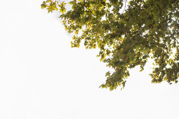 Bright green leaves sway gently in the breeze against a clear sky on a sunny day