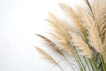 Bunch of dry grass is on a white background