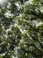 Tall green trees fill the sky in a peaceful forest scene during the daytime
