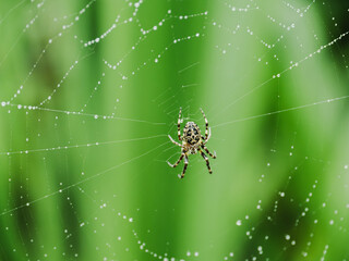 Spider weaving a delicate web adorned with morning dew in a lush green garden