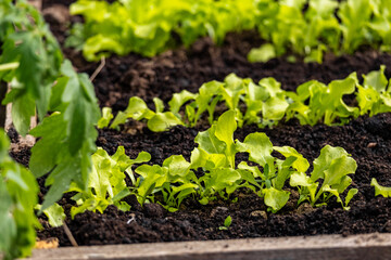 Vegetables in the plot. Mustard greens growing in the garden on an organic farm. Hydroponic vegetable farm grown in soil plots. Drip irrigation system.