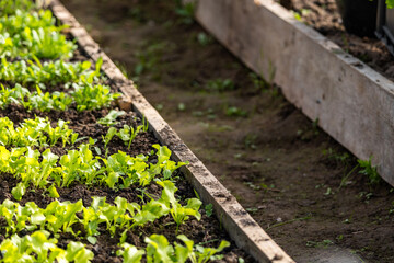 Garden Raised Beds in Vegetable Garden. Modern Gardening. Wooden High Garden Beds with Vegetable Plants.