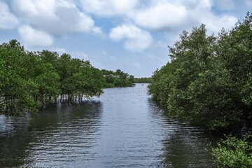 Tranquil Mangrove Forest with Serene Water Flowing Through Lush Greenery Under cloudy blue Sky.