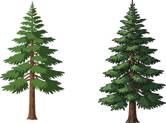 Coniferous tree illustration with light and dark green foliage for forest design, botanical education, nature graphics, and landscape vector content