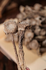 Wild Mushrooms with Long Stems - Fresh Natural Cooking Ingredients