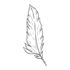 Beautiful feather ink graphic. Vector graphic illustration. Feather outline isolated on white.For the design of postcards, posters, stickers, prints, wrapping paper 