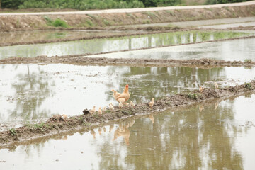 Free Range Hen with Chicks in Rice Field - Spring Farming Scene