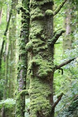 Obraz premium Moss grows in the forest 