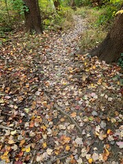 A walk in the woods