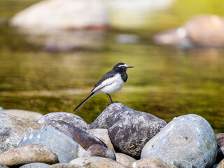 水辺のセグロセキレイ