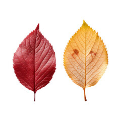 Fototapeta premium Two autumn leaves in red and yellow isolated on black background. Colorful paired fall foliage in seasonal tones.