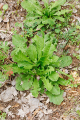 Wild Edible Greens Huanghuadidin Origin Shandong Mountain Natural Forest Floor Tender Young Shoots