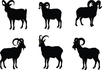 Goat silhouettes with curved horns, farm animal illustration, livestock art, wildlife outline, nature drawing, agriculture, zoology, species identification, educational, fauna