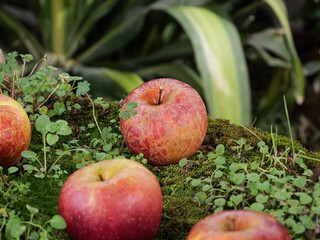 Fresh Red Apples on Moss in Natural Garden Setting from Daliang Mountains Yunnan China