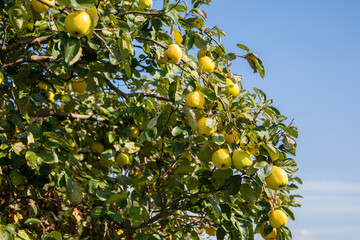 Quitten am Baum  - Ökologischer Obstanbau
