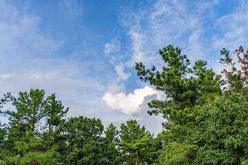 Obraz premium 木々と空