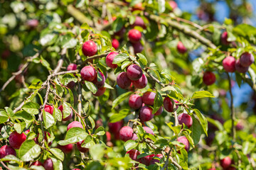 Pflaumen am Baum - Ökologischer Obstanbau