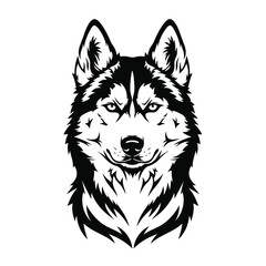 Fototapeta premium Siberian husky head isolated on white background. Vector illustration.