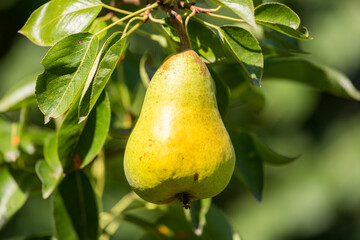 Birnen am Baum - Ökologischer Obstanbau