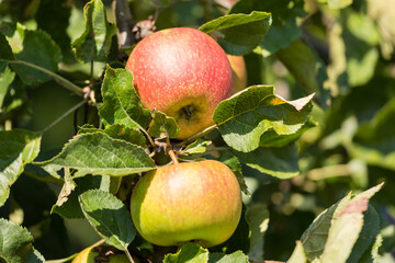 Äpfel am Baum - Ökologischer Obstanbau